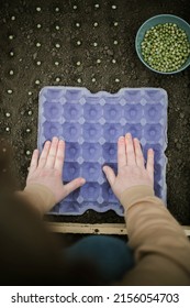 Gardener Sowing Peas Seeds In A Vegetable Bed. Preparing For New Garden Season. 