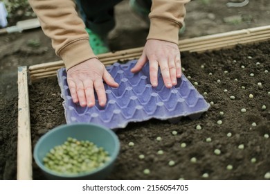 Gardener Sowing Peas Seeds In A Vegetable Bed. Preparing For New Garden Season. 