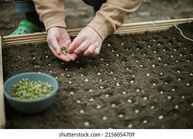 Gardener Sowing Peas Seeds In A Vegetable Bed. Preparing For New Garden Season. 