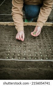 Gardener Sowing Peas Seeds In A Vegetable Bed. Preparing For New Garden Season. 