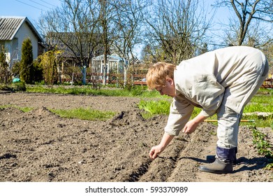 Gardener Sowing Seeds In The Vegetable Garden. Spring Gardening.