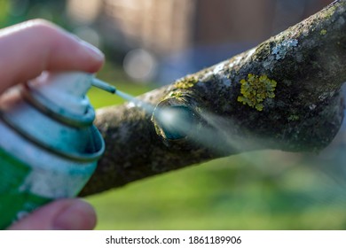 Gardener with special green pruning sealer sealing pruning cuts in sunny day.
