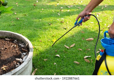 Gardener Spray Herbicide To Kill Weed In The Lawn In Garden