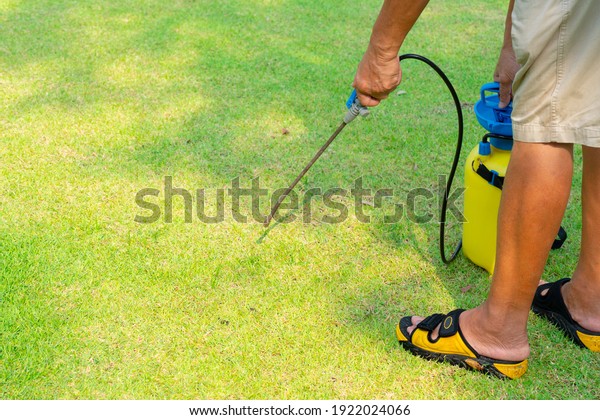 gardener spray herbicide to kill weed in the lawn\
in garden