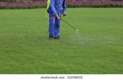 Gardener Is Spraying Of Insecticides At Lawn 