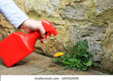 A Gardener Spraying Weed killer On To A Dandelion Weed Growing Between A Patio And A Garden Wall. - Shutterstock ID 1694524390
