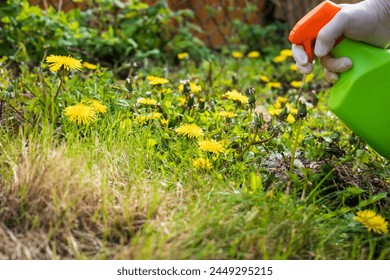 Gardener spraying weed killer on to dandelion weed growing in garden.
