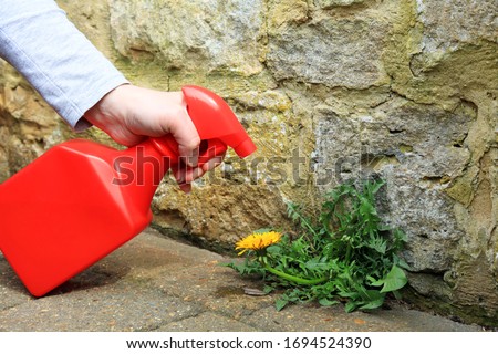 A Gardener Spraying Weed killer On To A Dandelion Weed Growing Between A Patio And A Garden Wall.