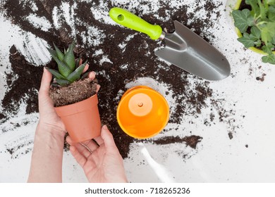 The Gardener Takes Out The Indoor Plant For Transplanting Into A New Pot