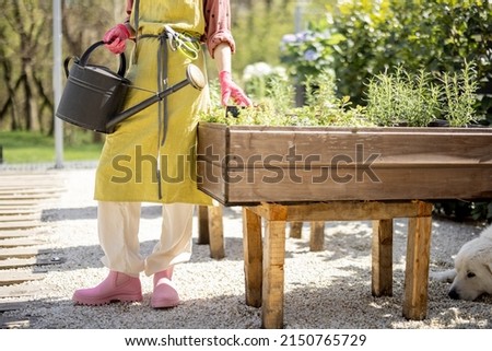 Gardener taking care of herbs growing at home vegetable garden. Woman with watering can wearing apron and gloves, cropped view