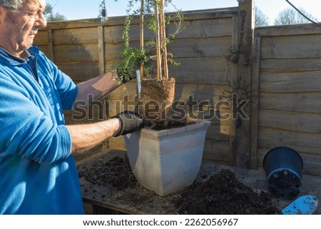 Gardener teasing out root system prior to re-planting of the red damask shrub