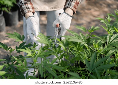 Gardener Tending to Herb Plants in a Lush Agricultural Setting with Pruning Shears and Gloves - Powered by Shutterstock