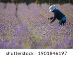 The gardener is tending the lavender fields in the morning. In order to make beautiful flowers for tourists visiting