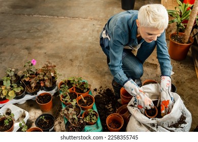 Gardener transplant plant. Woman care houseplant and transplanting plant into a pot. Woman is transplanting plant into new pot at home. Growing seedlings, transplanting seedlings, gardening at home - Shutterstock ID 2258355745