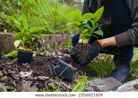 Gardener transplanting bigleaf hydrangeas from containers into soil. Autumn seasonal work. Outdoor hobby