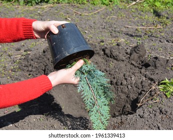 A Gardener Is Transplanting A Lawson Cypress Sapling, Little Chamaecyparis Lawsoniana From A Pot Into Soil In The Garden In Spring. Growing A Large Evergreen Lawson Cypress From A Sapling.