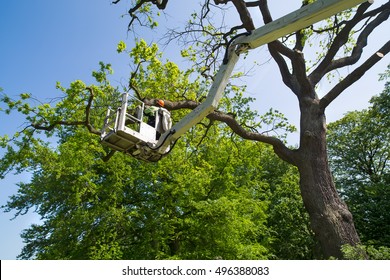Gardener or tree surgeon pruning a tree using an elevated platform on the hydraulic articulated arm of a cherry picker