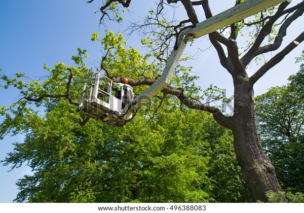 Gardener or\
tree surgeon pruning a tree using an elevated platform on the\
hydraulic articulated arm of a cherry\
picker
