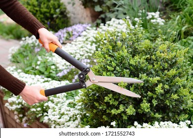 A gardener is trimming, cutting, pruning  buxus, boxwood bush, shrub, forming a ball to encourage branching and new growth with blooming arabis and creeping phlox in the flowerbed in the background.