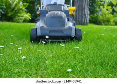 Gardener Trimming The Gras In The Garden With Beautiful Daisy Flowers