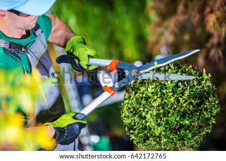 Gardener Trimming Plants. Topiary Work. Passion For Plants Concept Photo.