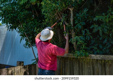 A gardener trimming tree branches with pruning loppers along the fence.  - Shutterstock ID 2099159320
