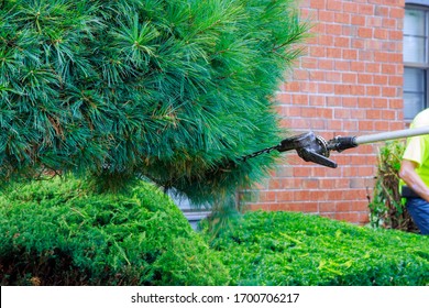 Gardener In Trimming Trees With Telescopic Pole Saw With Pruner In Park