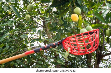 Gardener Using Fruit Picker To Picking Mango On A Tree. Mangoes Are A Tropical Fruit From The Drupe Family And One Of The Most Important And Widely Cultivated Fruits.