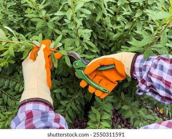 A gardener is using green pruning shears to trim a bush while wearing protective gloves on a paved path