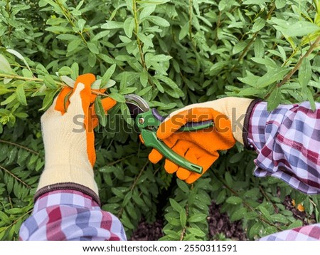 A gardener is using green pruning shears to trim a bush while wearing protective gloves on a paved path