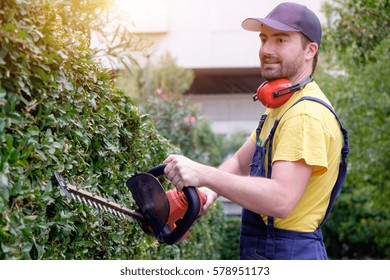 Gardener Using An Hedge Clipper In The Garden