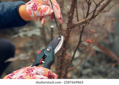 Gardener using pruning shears, taking care of roses, plants and other flowers.
