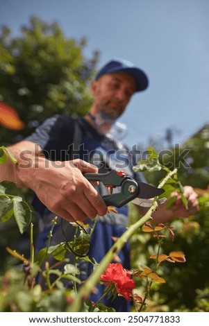 Gardener using pruning shears, taking care of roses, plants and other flowers.