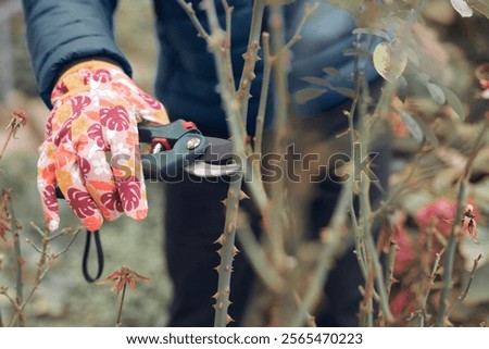 Gardener using pruning shears, taking care of roses, plants and other flowers.
