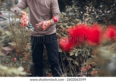 Gardener using pruning shears, taking care of roses, plants and other flowers.