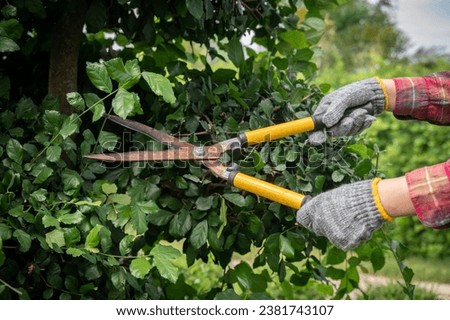 Gardener using a scissor to shearing and pruning plants in the garden. Removing dead or damaged growth, and cutting back unruly or unwanted growth, can really help refresh your plants.