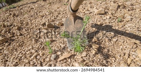 Gardener using the weed hoe to pull out weeds. Weeding tasks in gardens