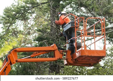 Gardener Utility Worker  Pruning Trees With Safety Equipment  In Crane Vehicle In City Park