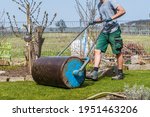 Gardener walks with an iron lawn roller over freshly laid turf