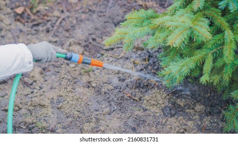 Gardener Watering A Tree With A Hose