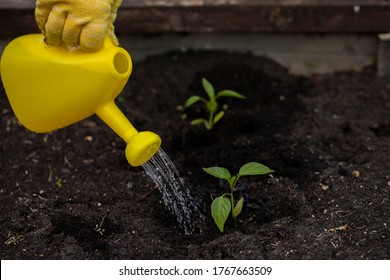 gardener waters freshly planted flowers and plants from watering can. Gardening concept. anti-stress cure concept. open air free time concept. blogging concept.