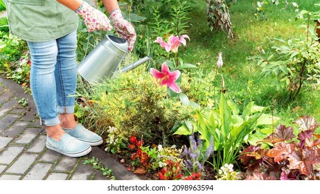 The gardener waters the garden with a metal watering can close-up. Garden care life style as a hobby. A woman in a garden apron holds a watering can. Growing oriental lilies in the garden. - Powered by Shutterstock