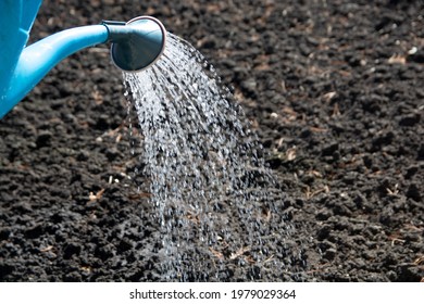 A gardener waters the soil with seeds from a watering can. Irrigation of dry soil in the garden. - Shutterstock ID 1979029364