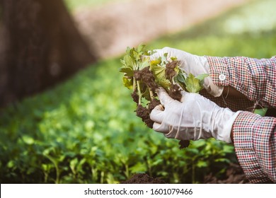 Gardener wearing glove is planting young tree on black soil in the garden - Shutterstock ID 1601079466