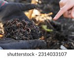 A gardener wearing gloves holding a clump or ball of healthy dark soil loaded with earth worms composing food scraps. A student or collegue pointing at the active invertebrates. 