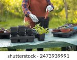 Gardener woman in apron and protective gloves plants tomato seedlings in a big pot. Planting vegetables. Growing food near home. Female used small shovel with soil to transplant plants into a new box