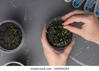 gardener woman holding a pot of plants in her hands on a dark background with copy space - Shutterstock ID 1965965293