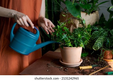 Gardener Woman In An Orange Dress Watering Potted Plant In Greenhouse Surrounded By Hanging Plants Using A Blue Plastic Watering Can. Home Gardening, Love Of Plants And Care. Small Business.