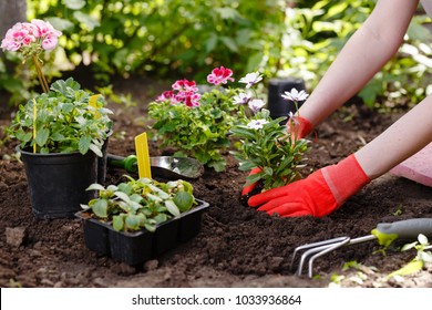 Gardener woman planting flowers in the garden at sunny morning