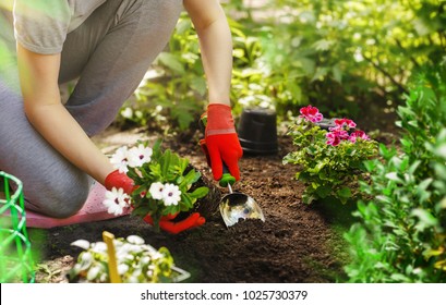 Gardener woman planting flowers in the summer garden at morning.